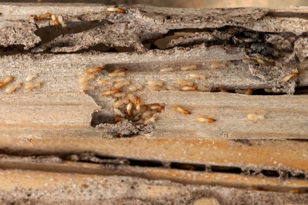 Best Cockroach Control Services  in North Potomac, MD